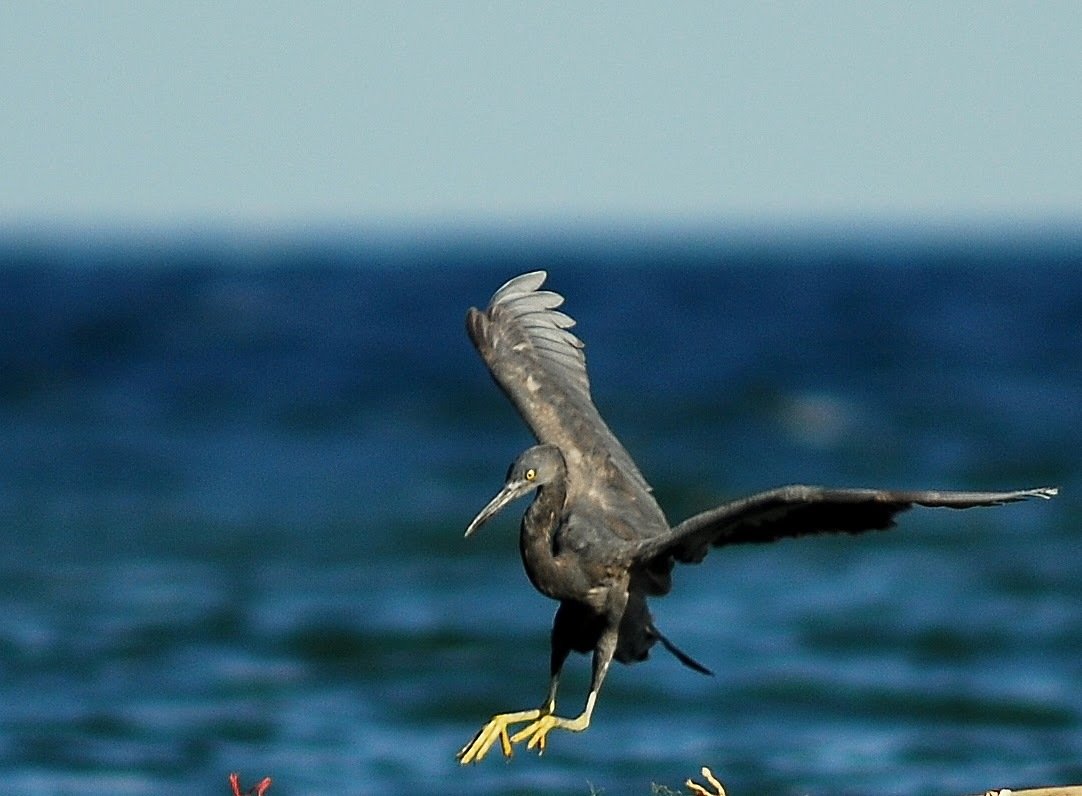 Pacific Reef Heron