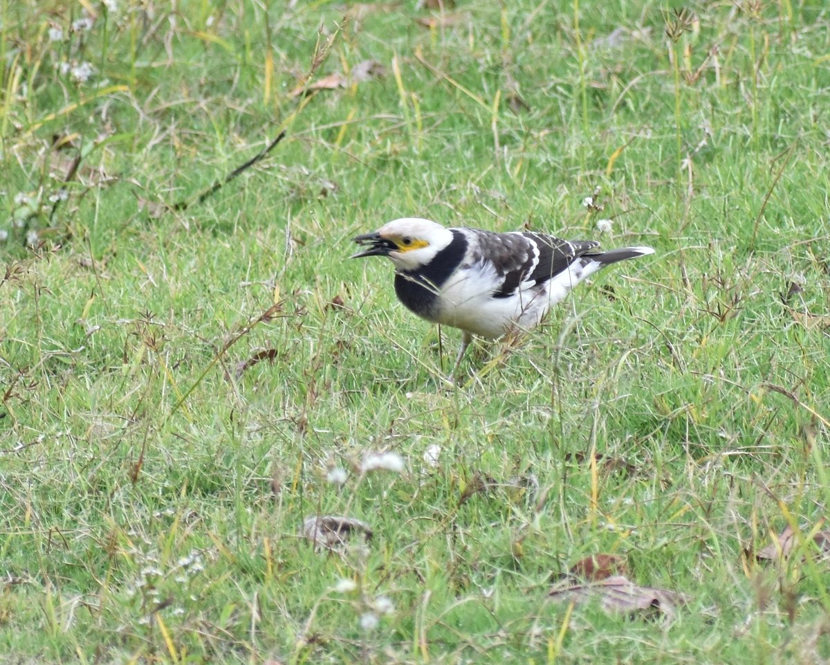 Black-collared Starling