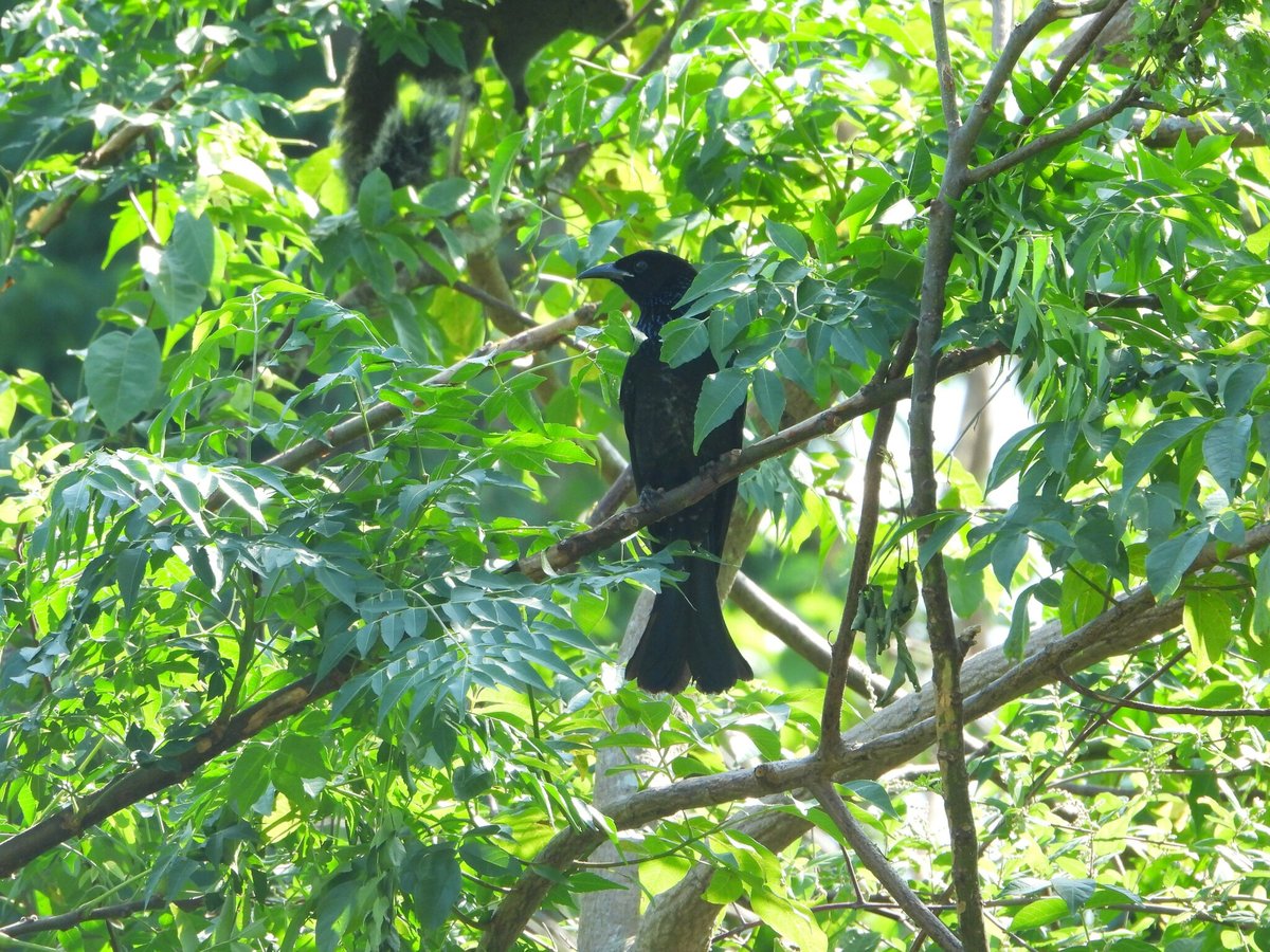 Hair-crested Drongo