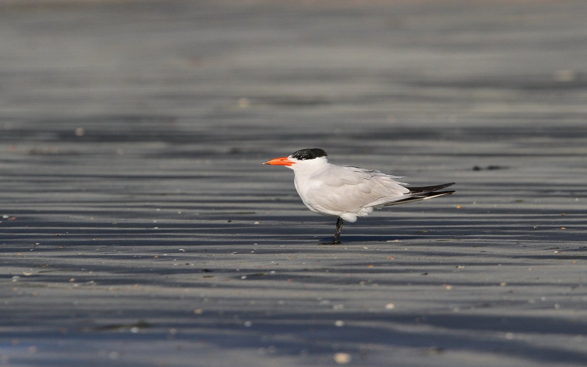 Caspian Tern