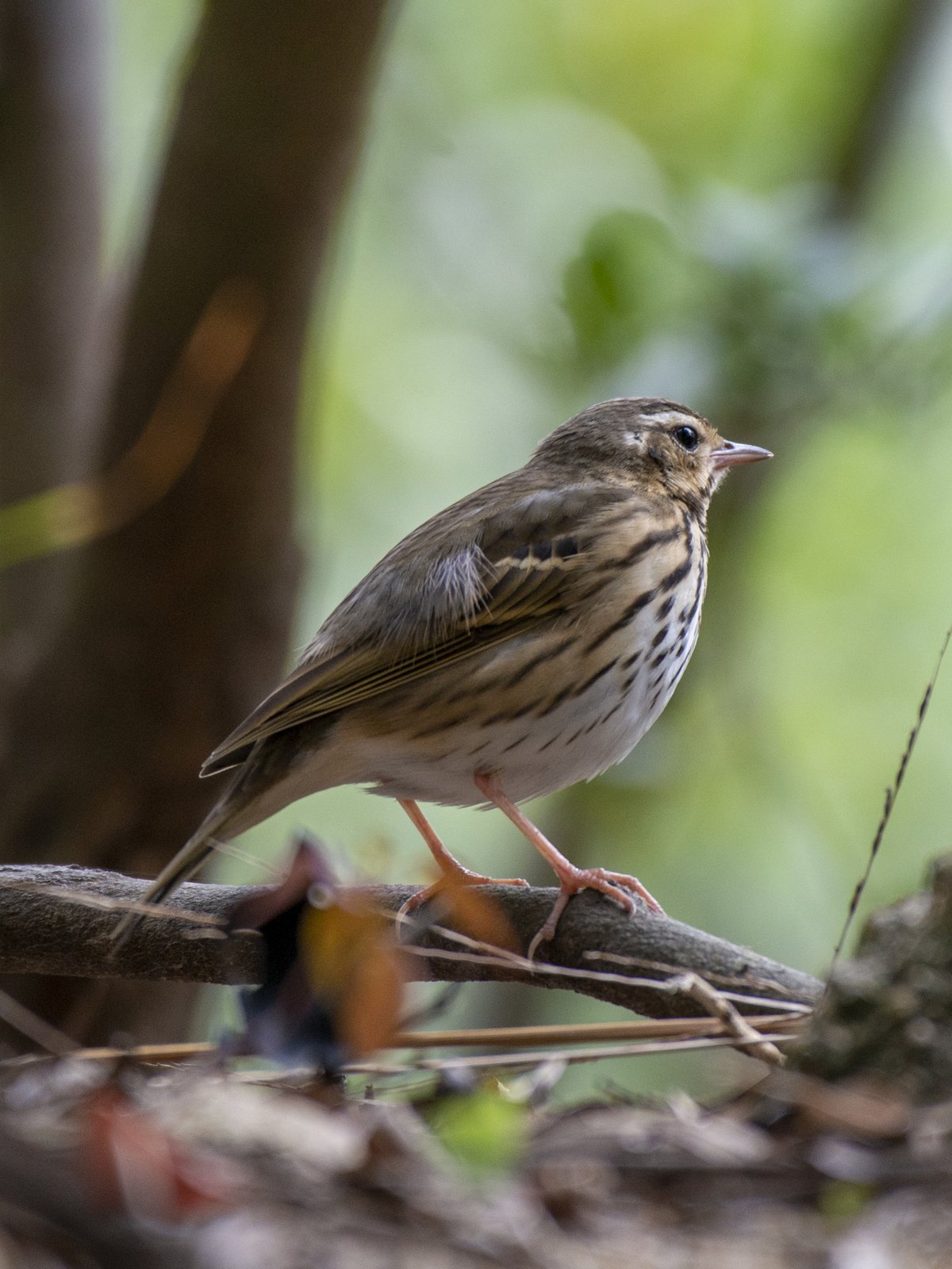 Olive-backed Pipit