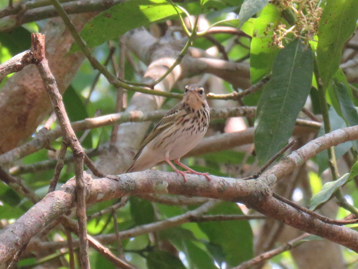 Olive-backed Pipit