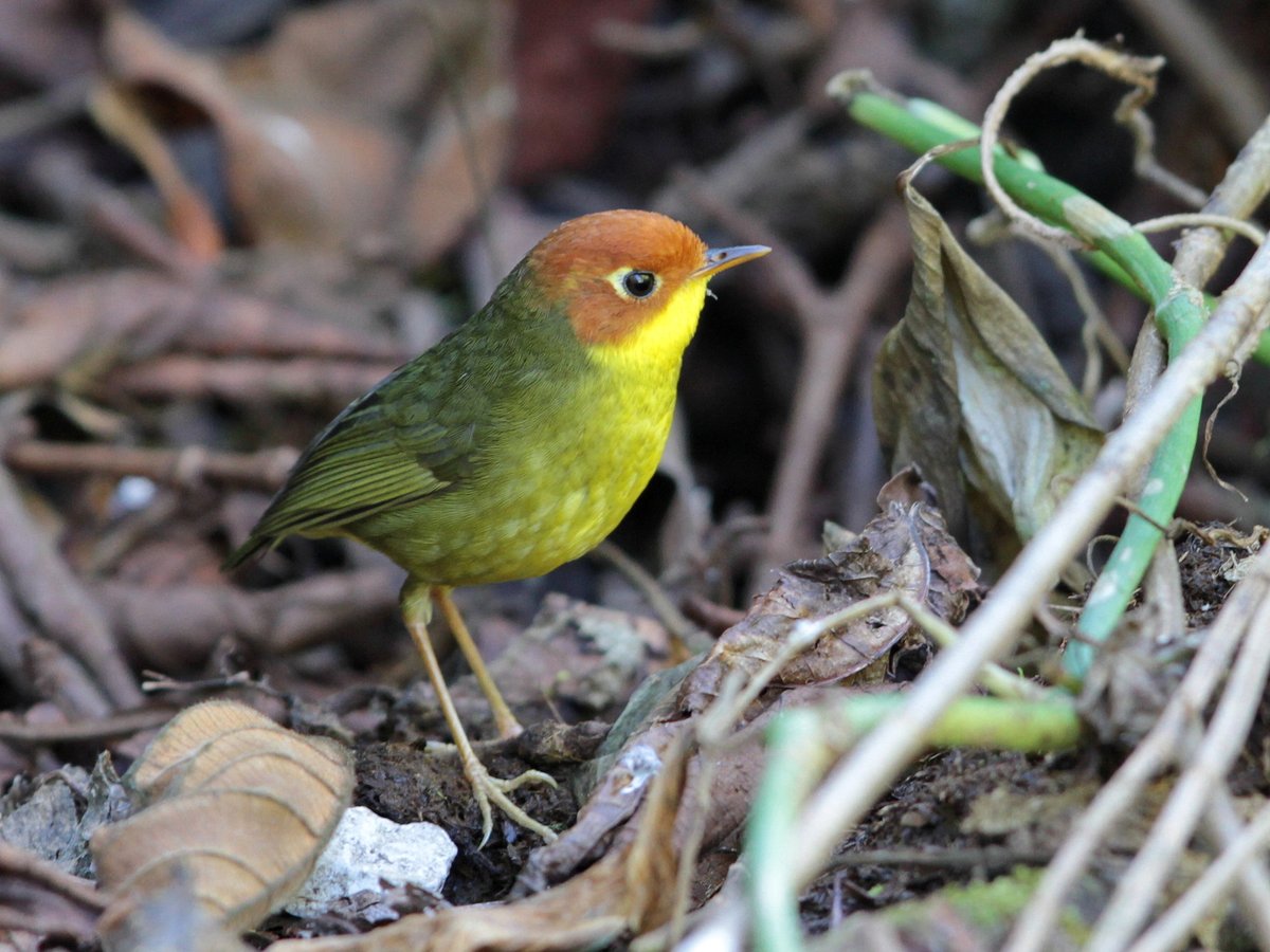 Chestnut-headed Tesia