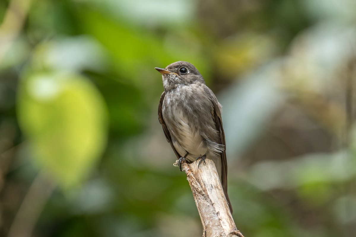 Dark-sided Flycatcher