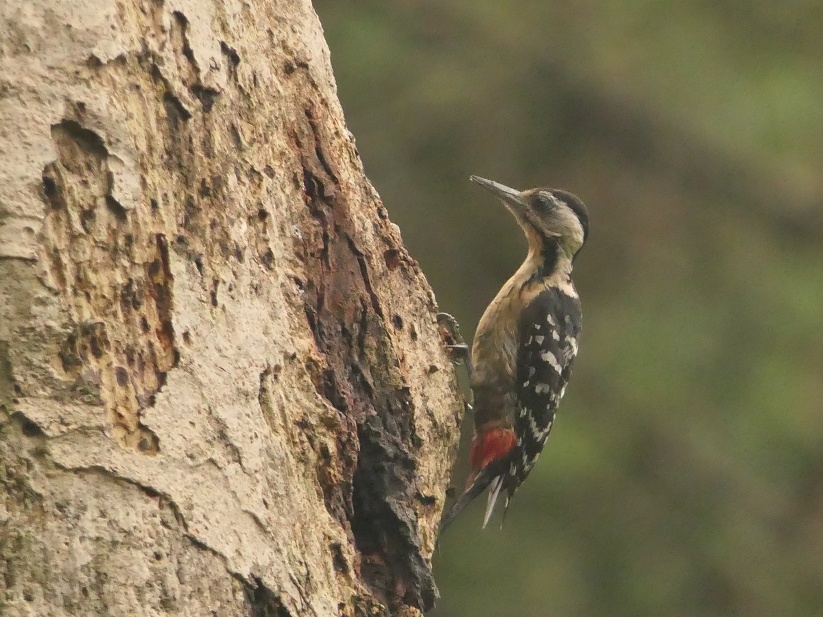 Fulvous-breasted Woodpecker