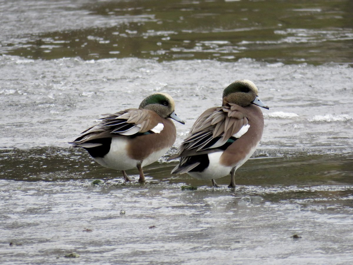 American Wigeon