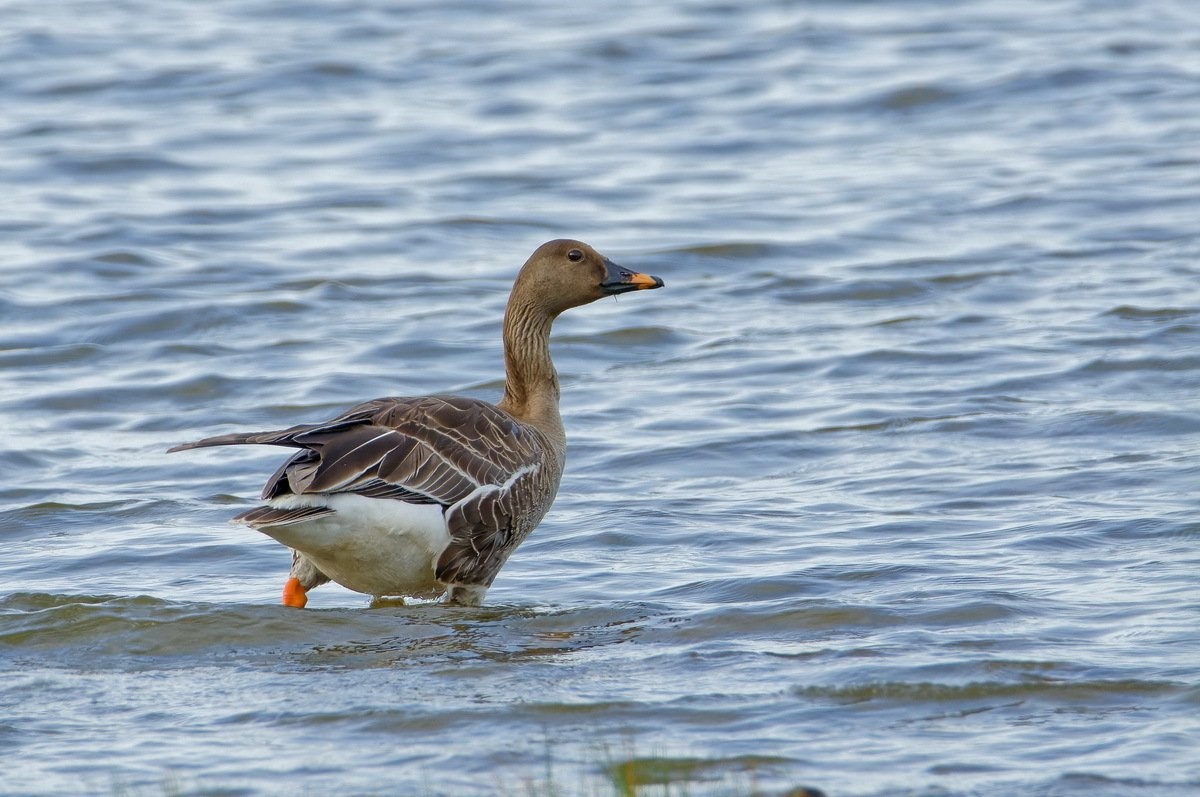 Taiga Bean Goose