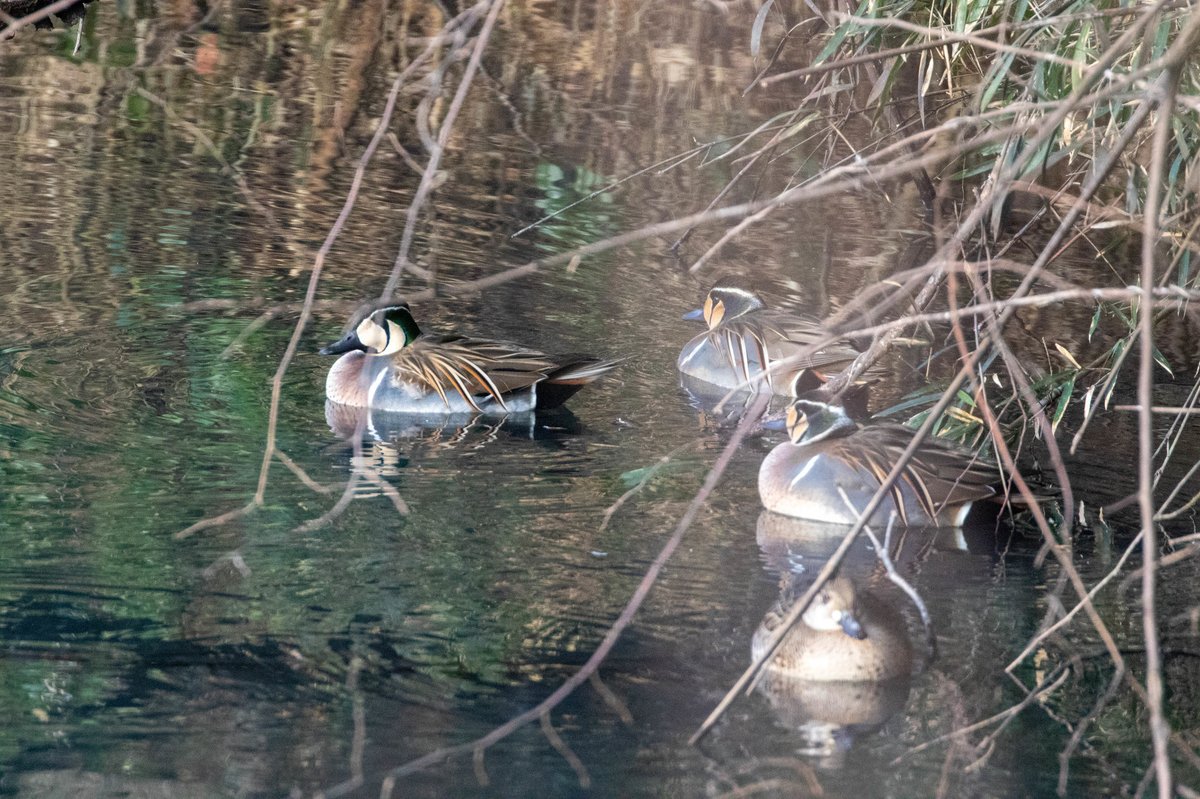 Baikal Teal