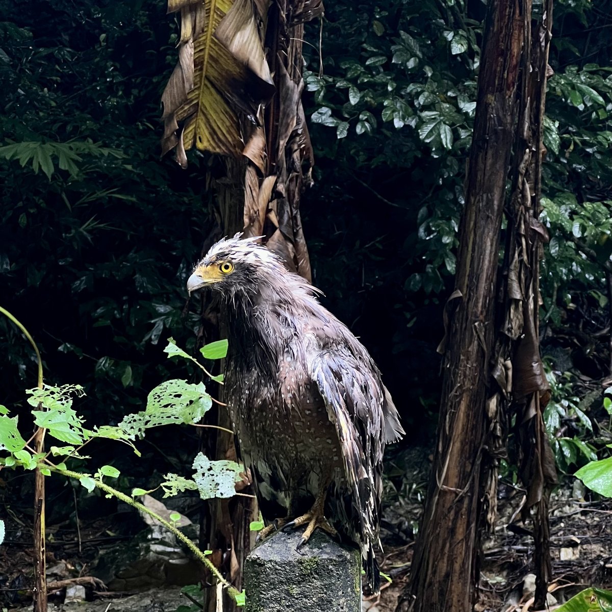 Crested Serpent Eagle