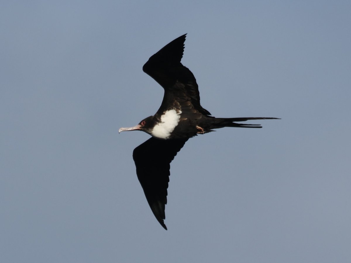 Great Frigatebird