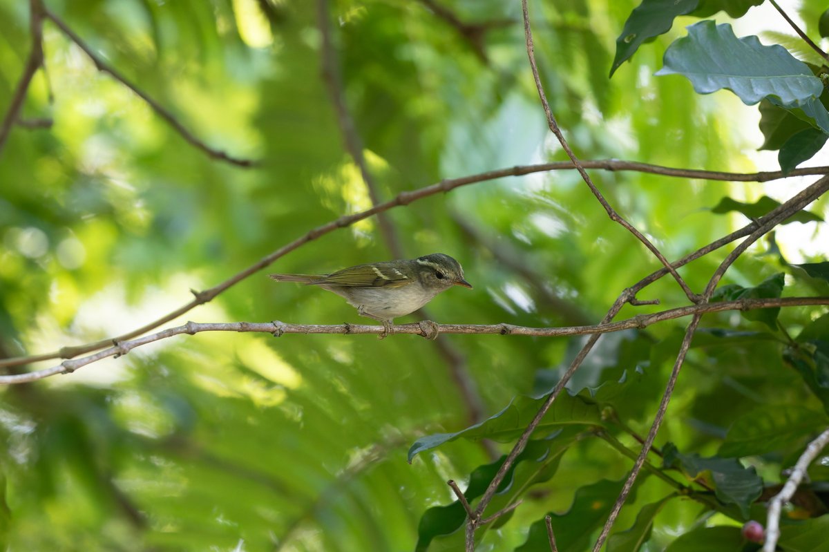 Claudia's Leaf Warbler