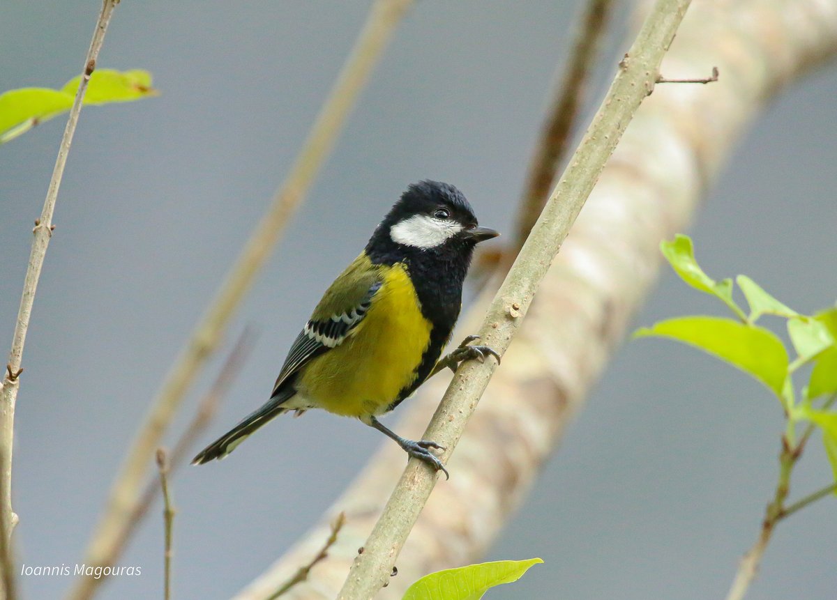 Green-backed Tit