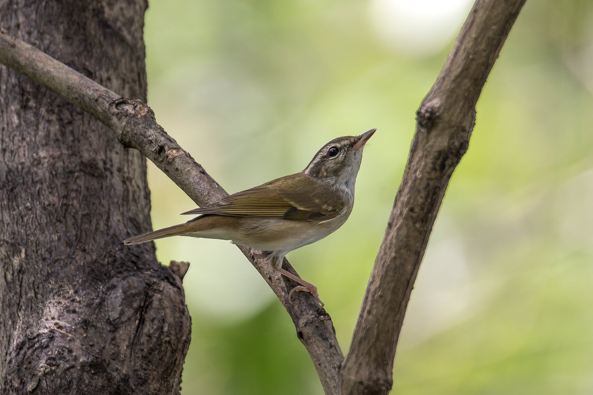 Pale-legged Leaf Warbler