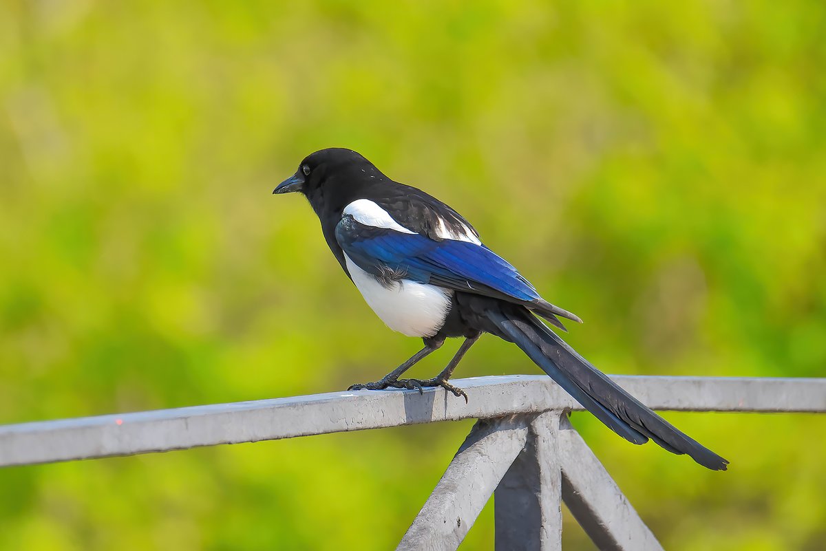 Oriental Magpie