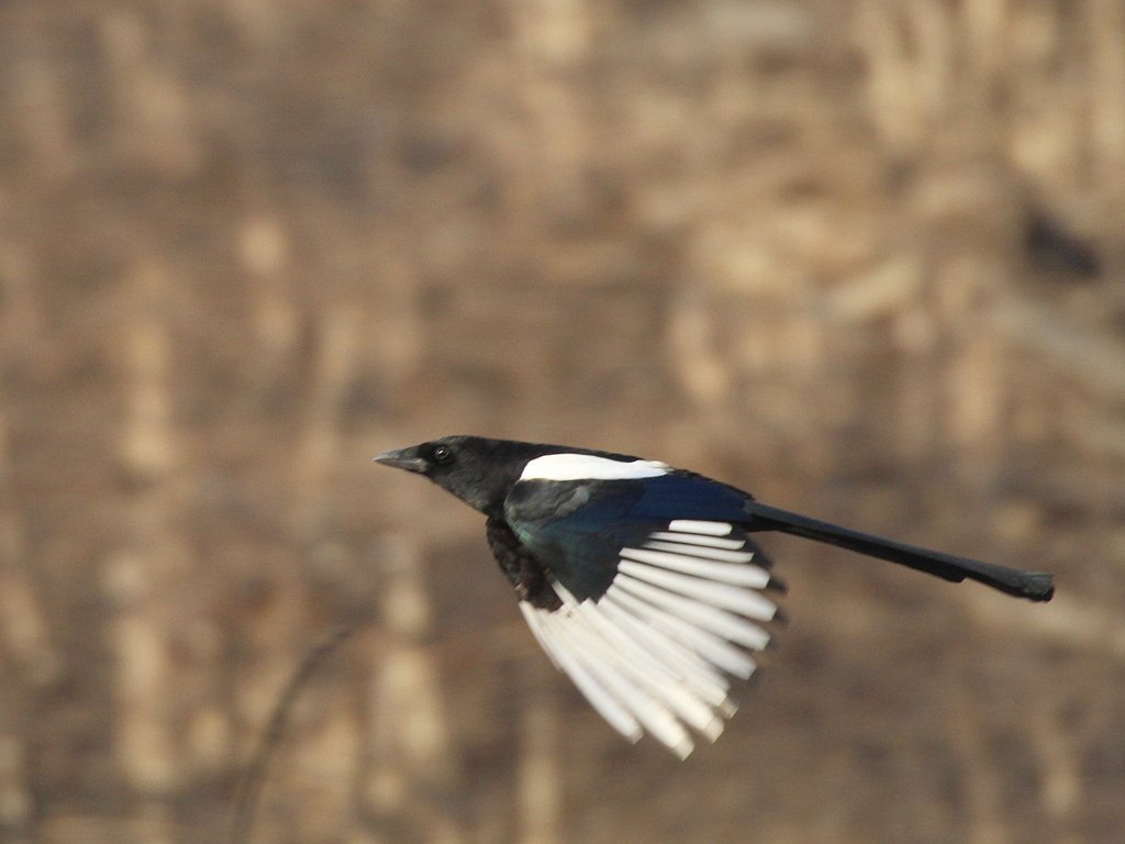 Oriental Magpie