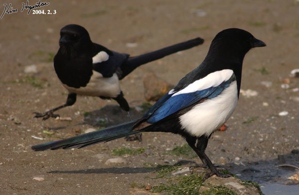 Oriental Magpie