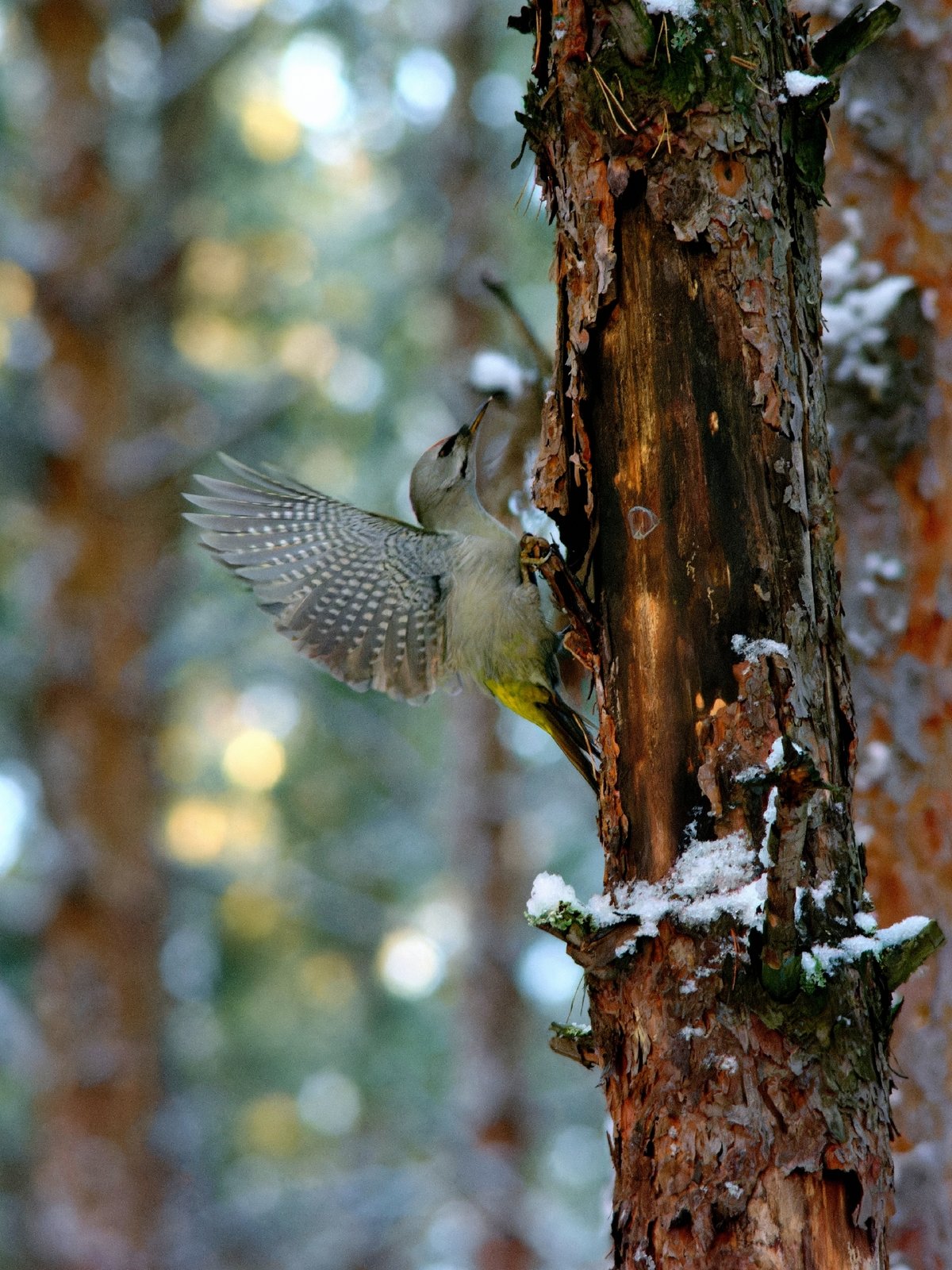 Grey-headed Woodpecker