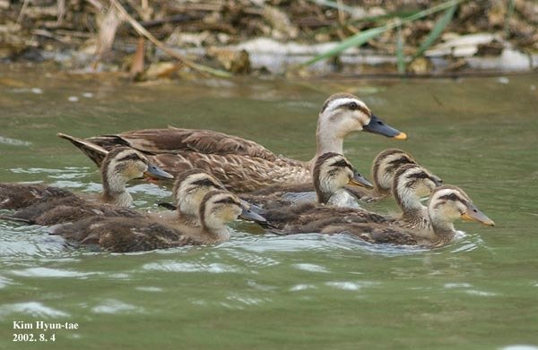 Eastern Spot-billed Duck