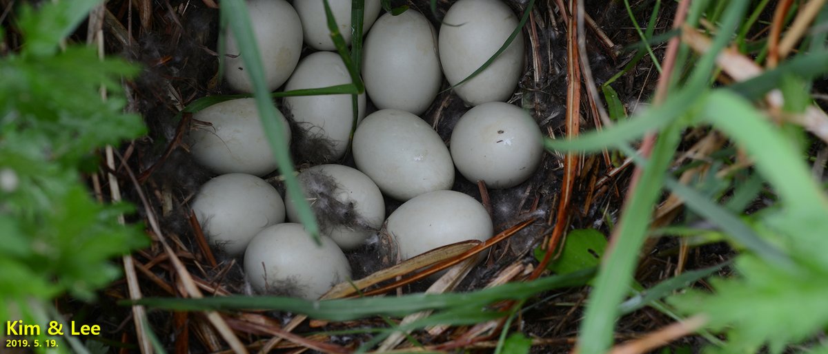 Eastern Spot-billed Duck