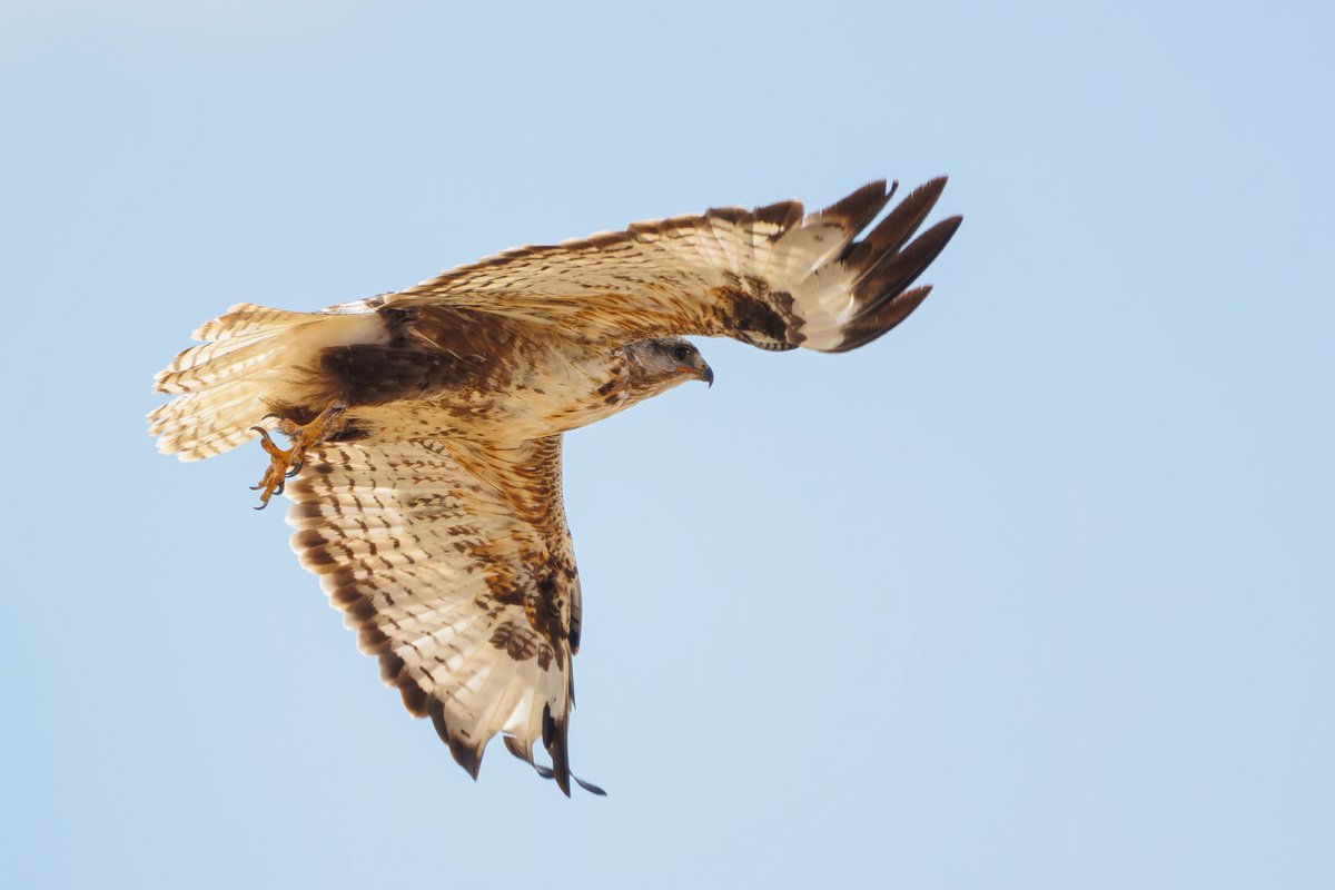Upland Buzzard