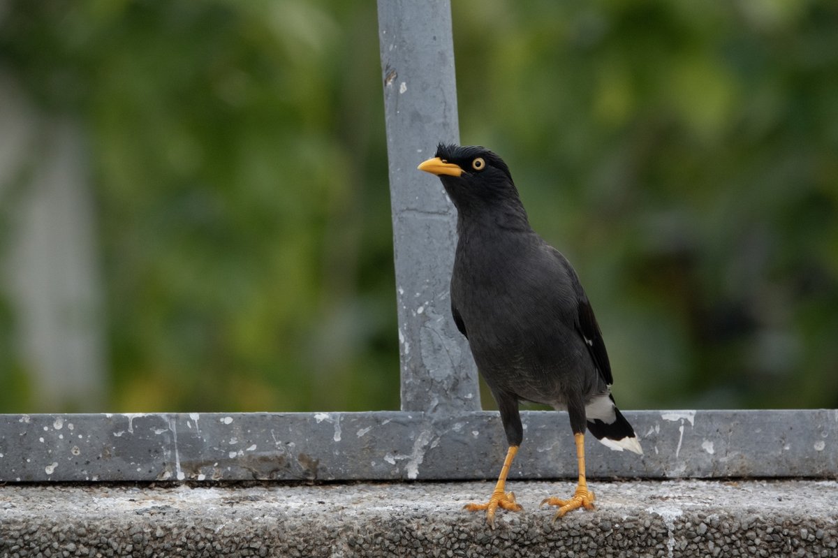 Javan Myna