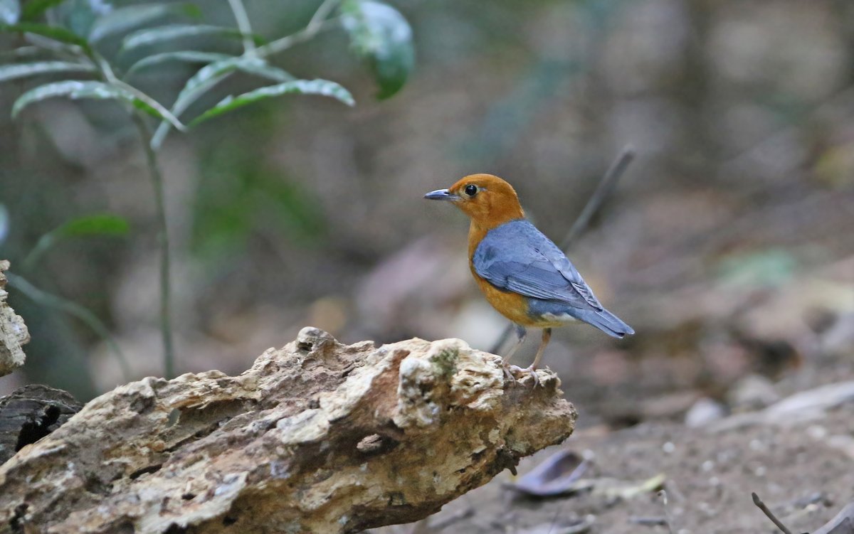 Orange-headed Thrush