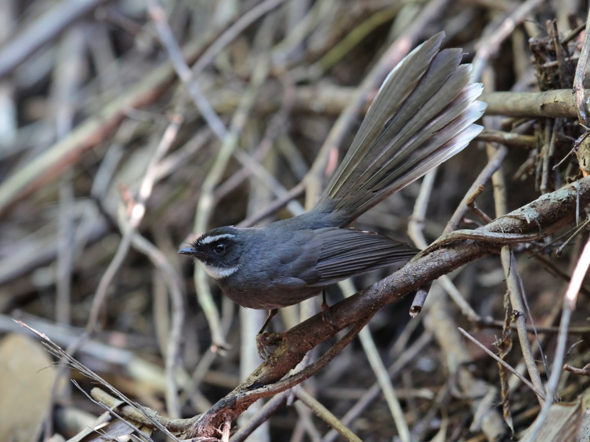 White-throated Fantail