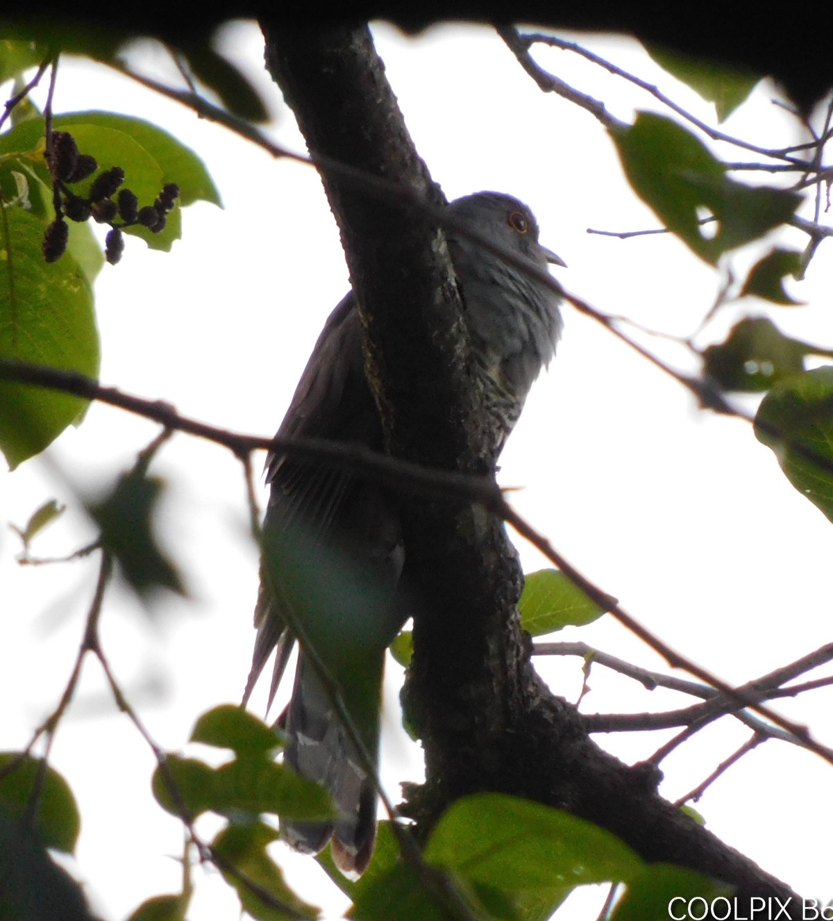 Himalayan Cuckoo