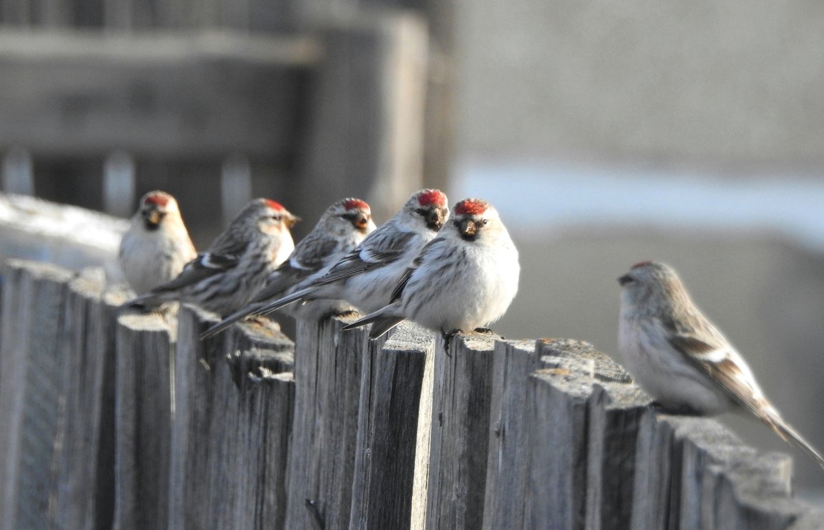 Redpoll
