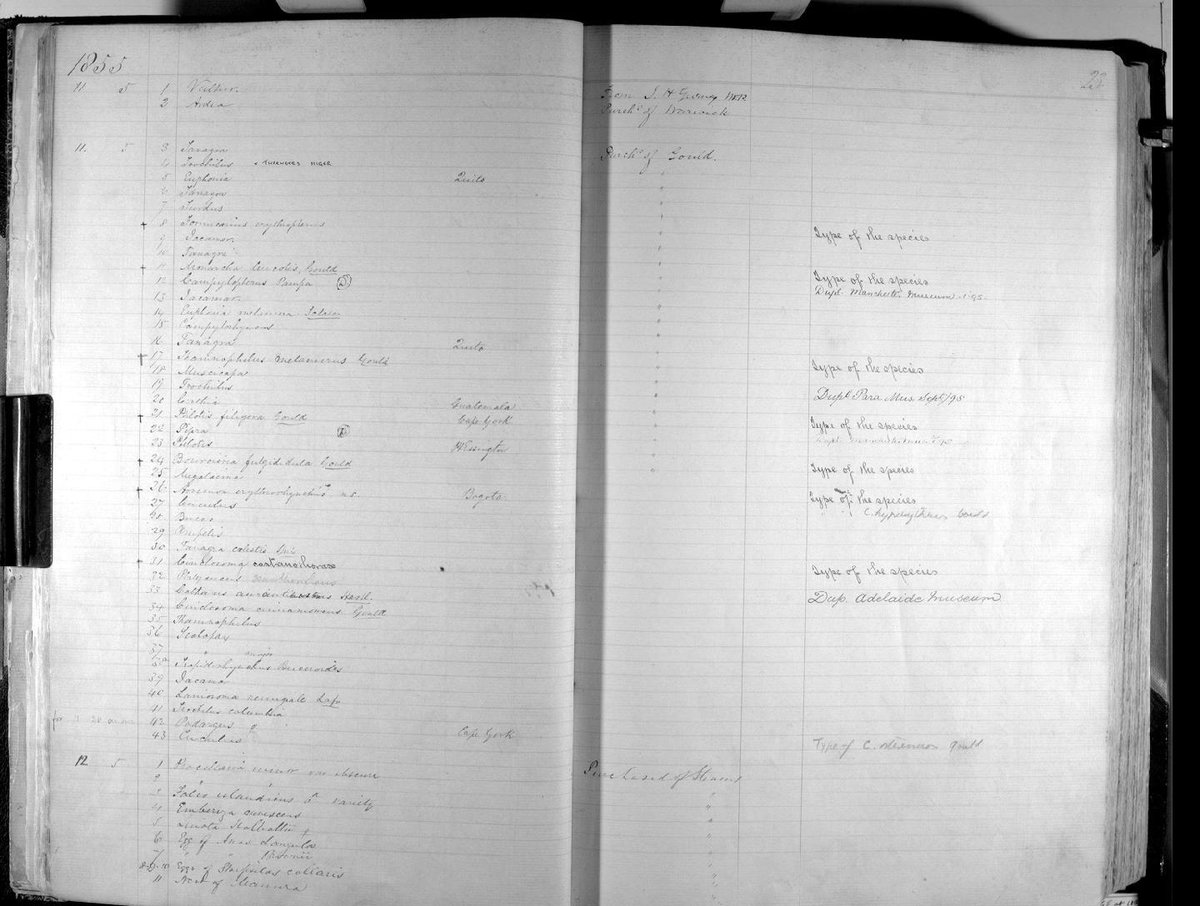 Northern Hawk-Cuckoo