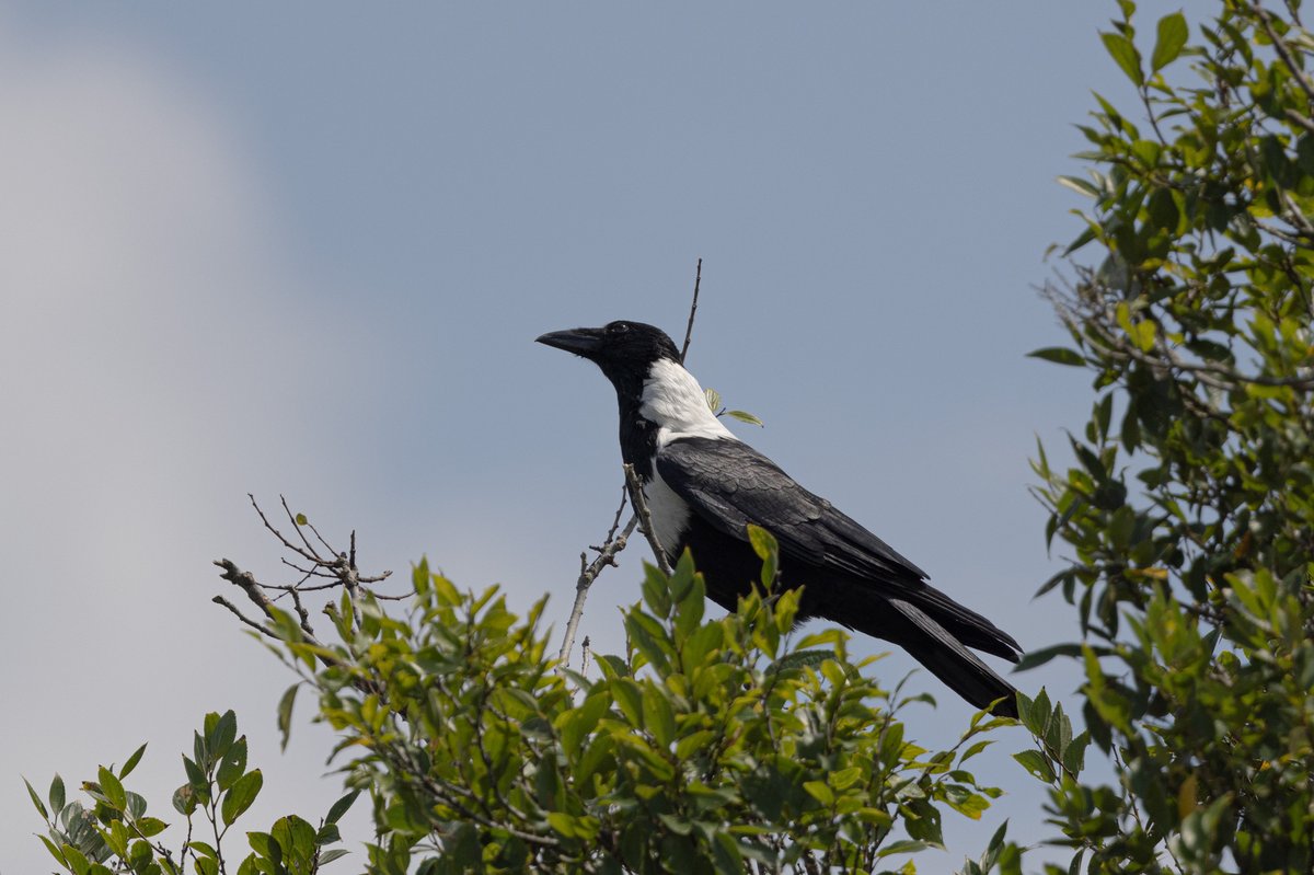 Collared Crow