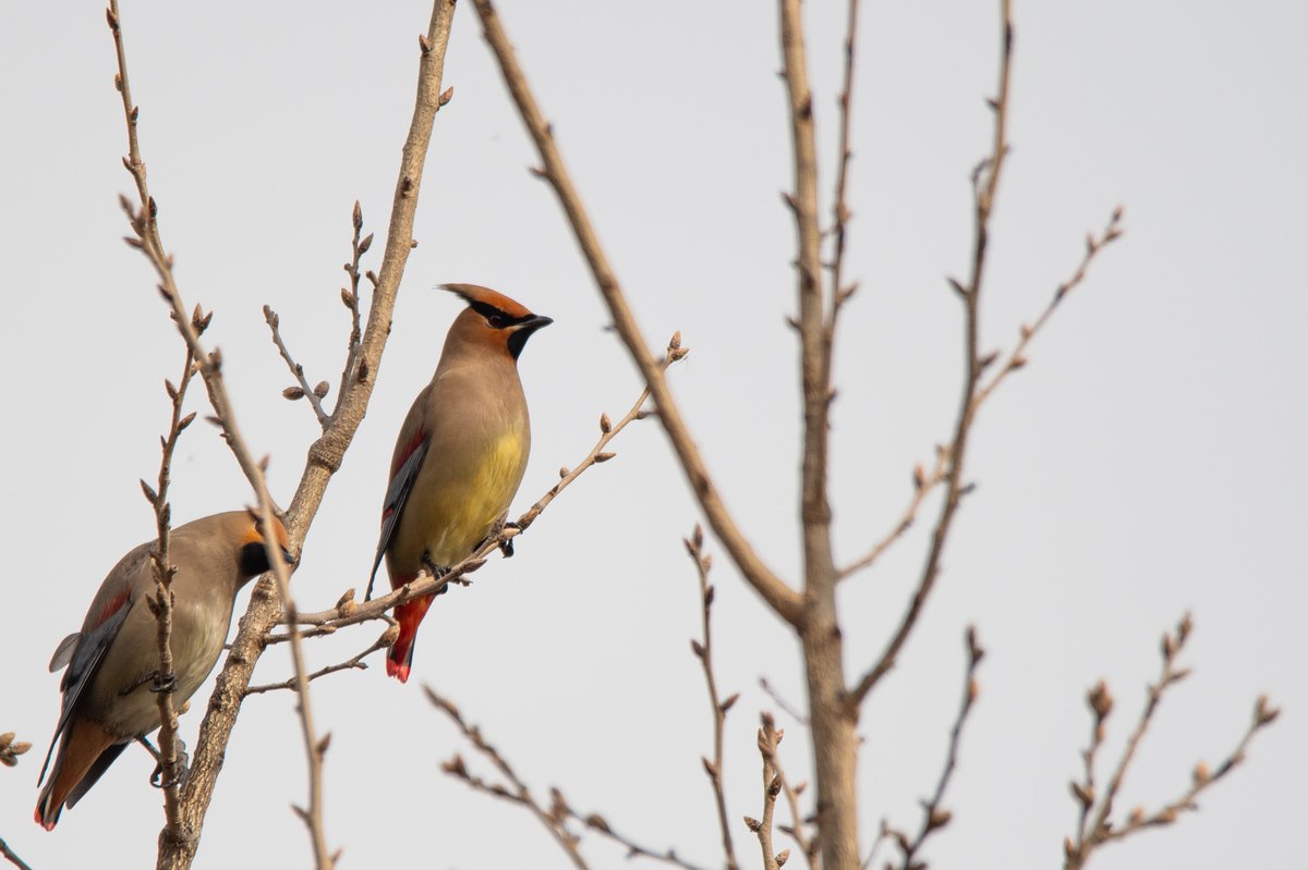 Japanese Waxwing