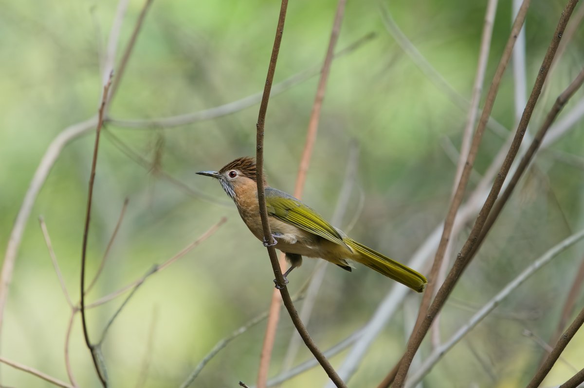 Mountain Bulbul