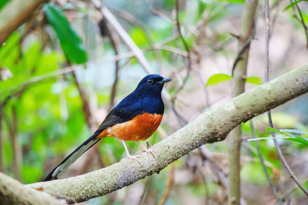 White-rumped Shama