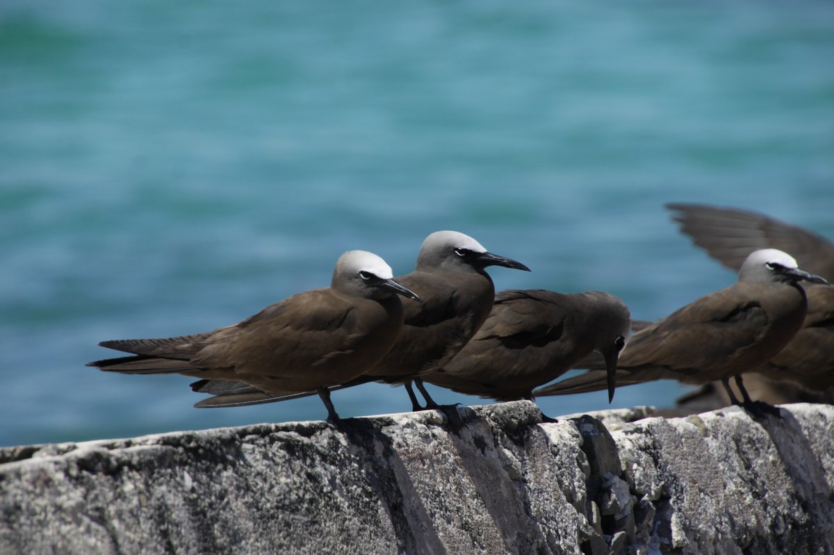 Brown Noddy