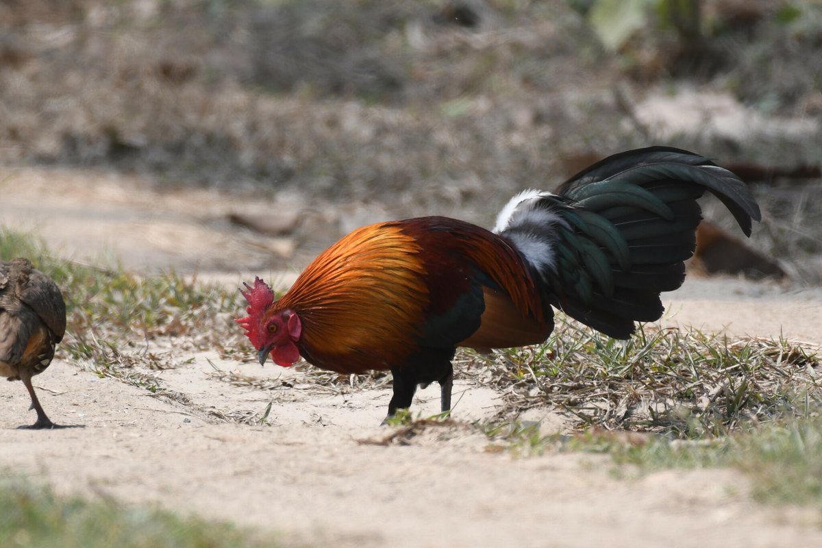 Red Junglefowl