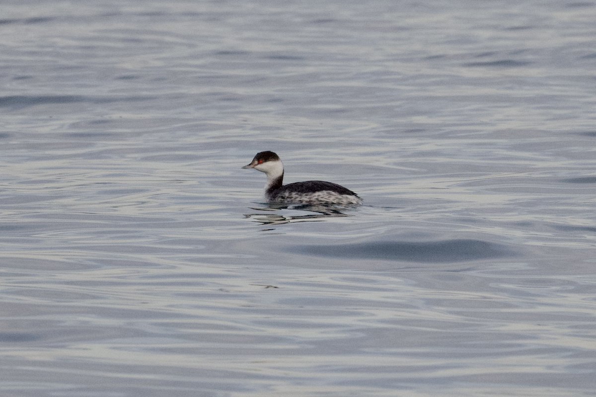 Horned Grebe