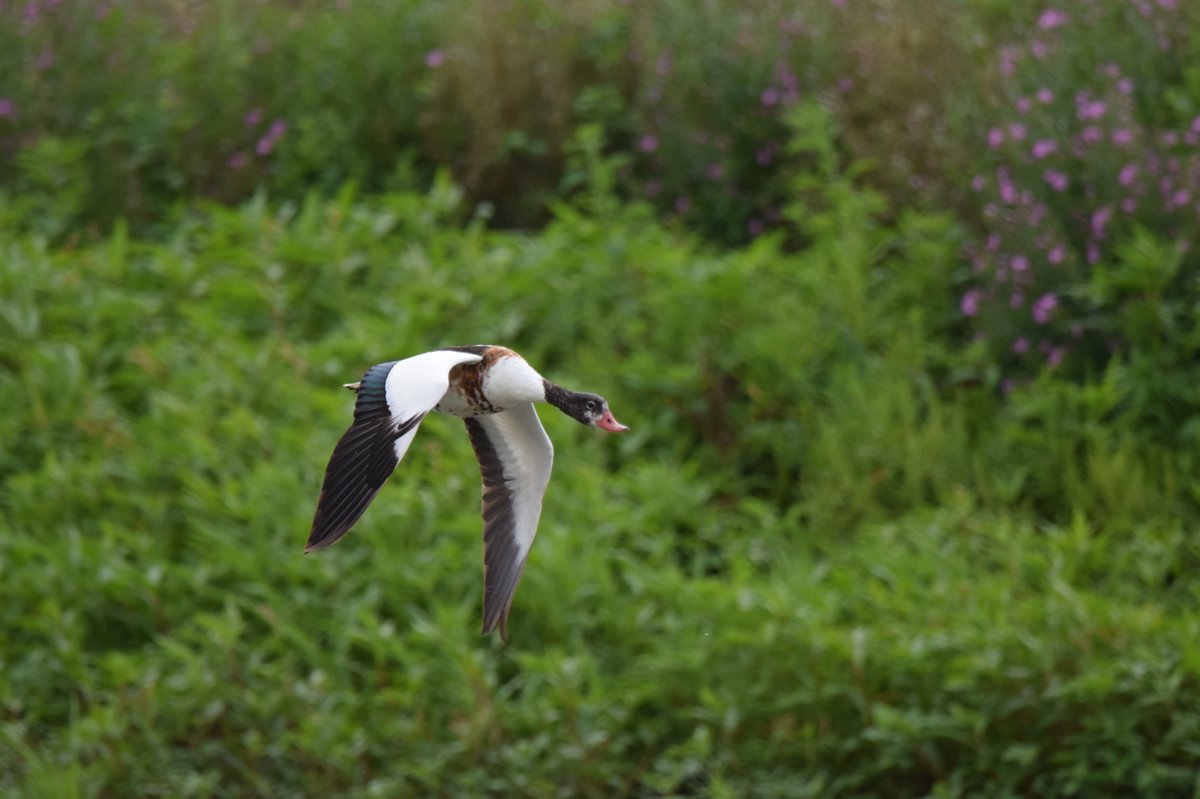 Common Shelduck