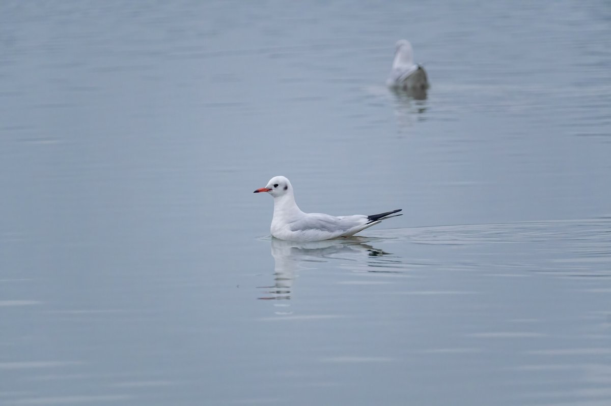Black-headed Gull