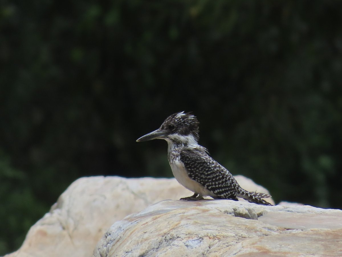 Crested Kingfisher