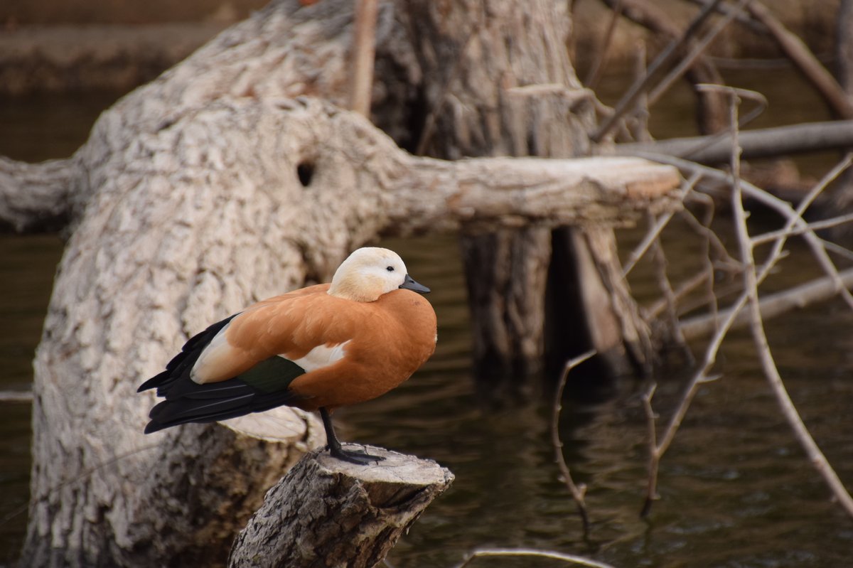 Ruddy Shelduck