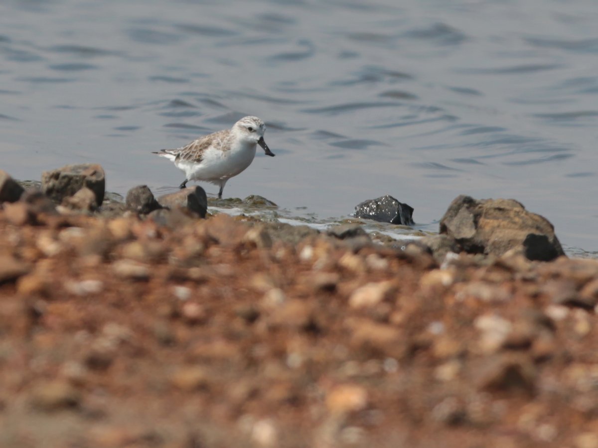 Spoon-billed Sandpiper