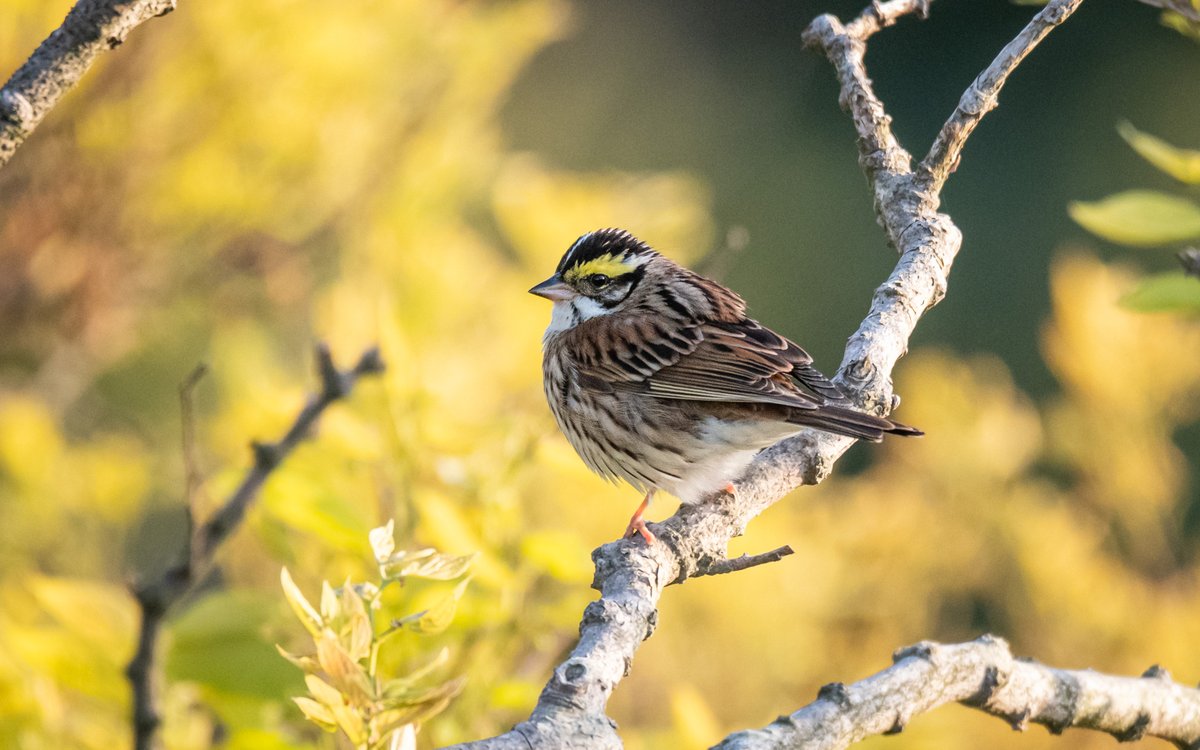 Yellow-browed Bunting