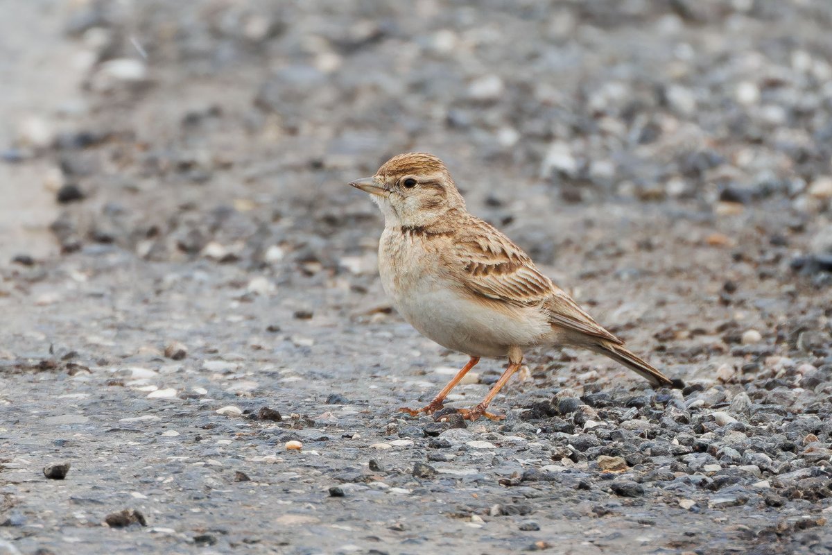 Greater Short-toed Lark