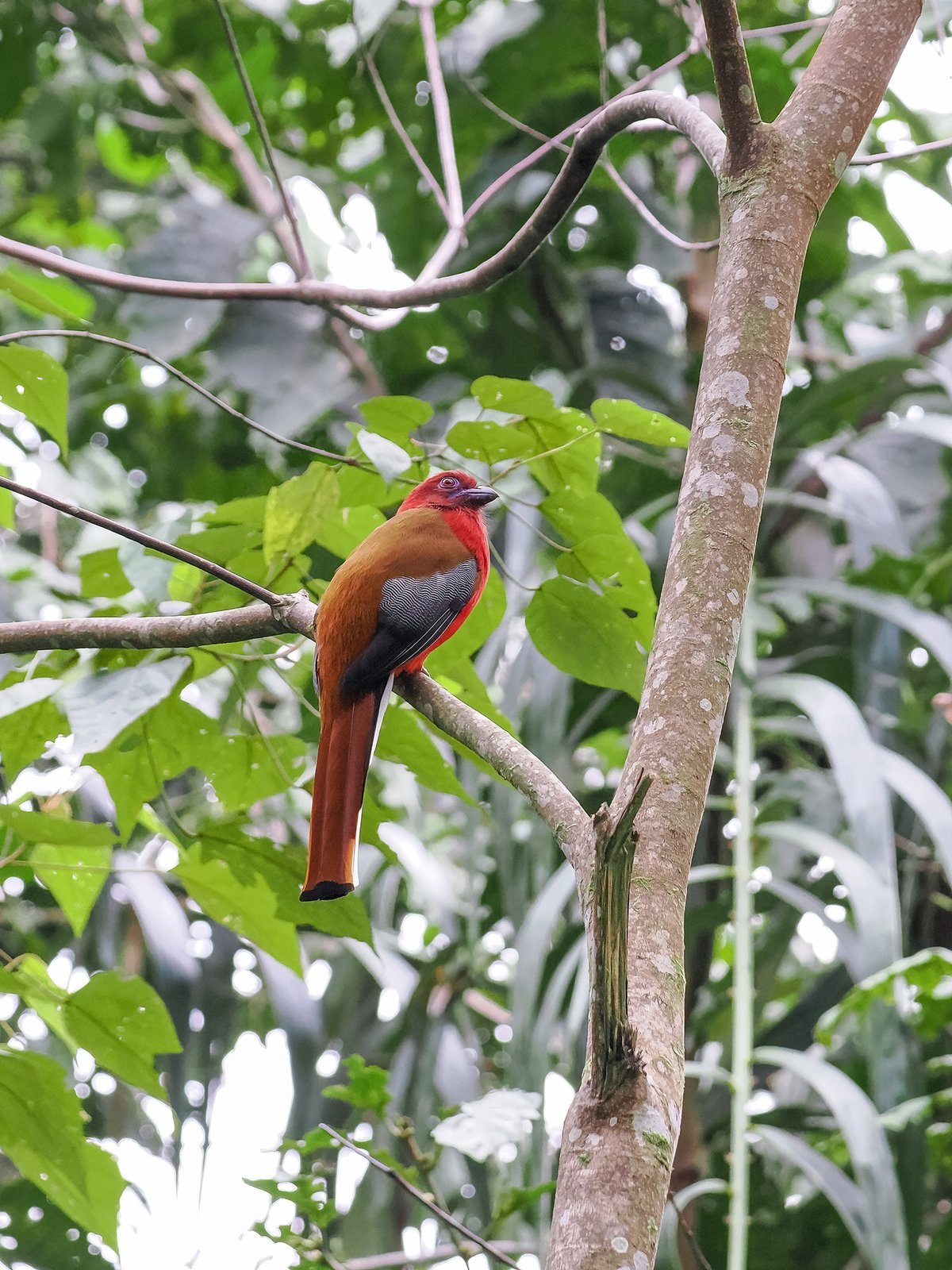 Red-headed Trogon