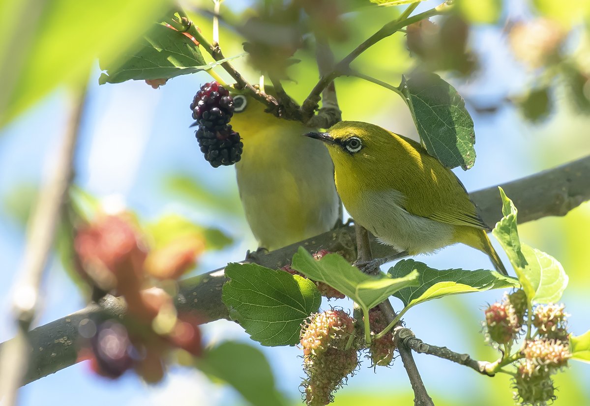 Indian White-eye