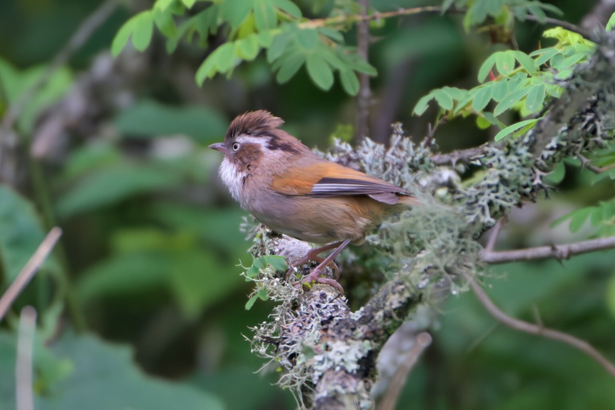 White-browed Fulvetta