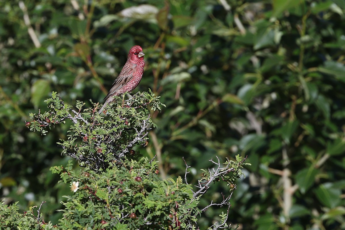 Streaked Rosefinch