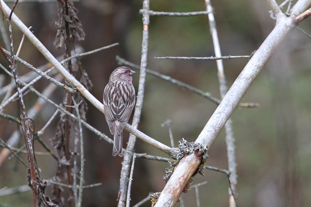 Himalayan Beautiful Rosefinch