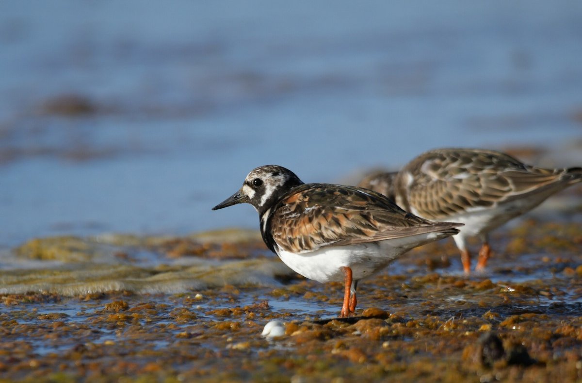 Ruddy Turnstone
